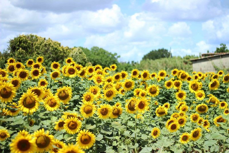 Campo_di_girasoli___espadrillas_Pimkie_1.JPG