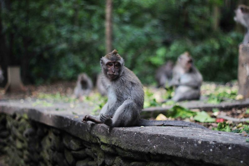 Terrazza_Risaie_Bali___Monkey_Forrest_2.JPG