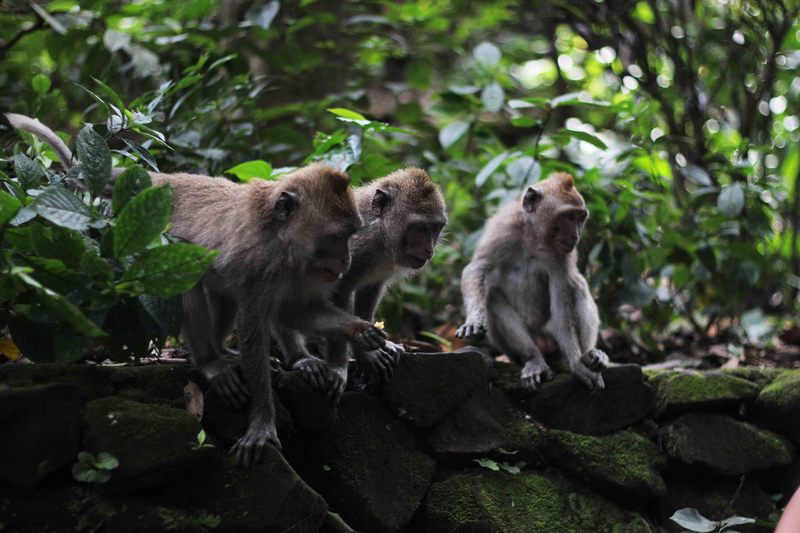 Terrazza_Risaie_Bali___Monkey_Forrest_4.JPG