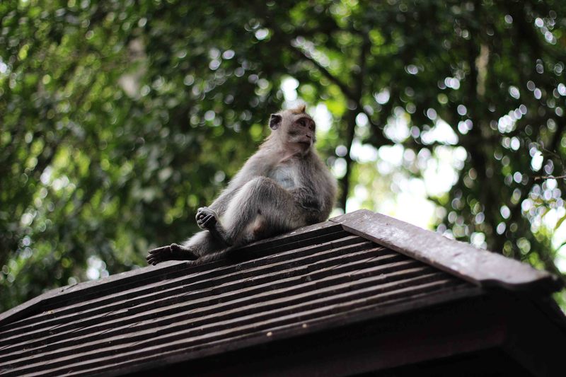 Terrazza_Risaie_Bali___Monkey_Forrest_6.JPG